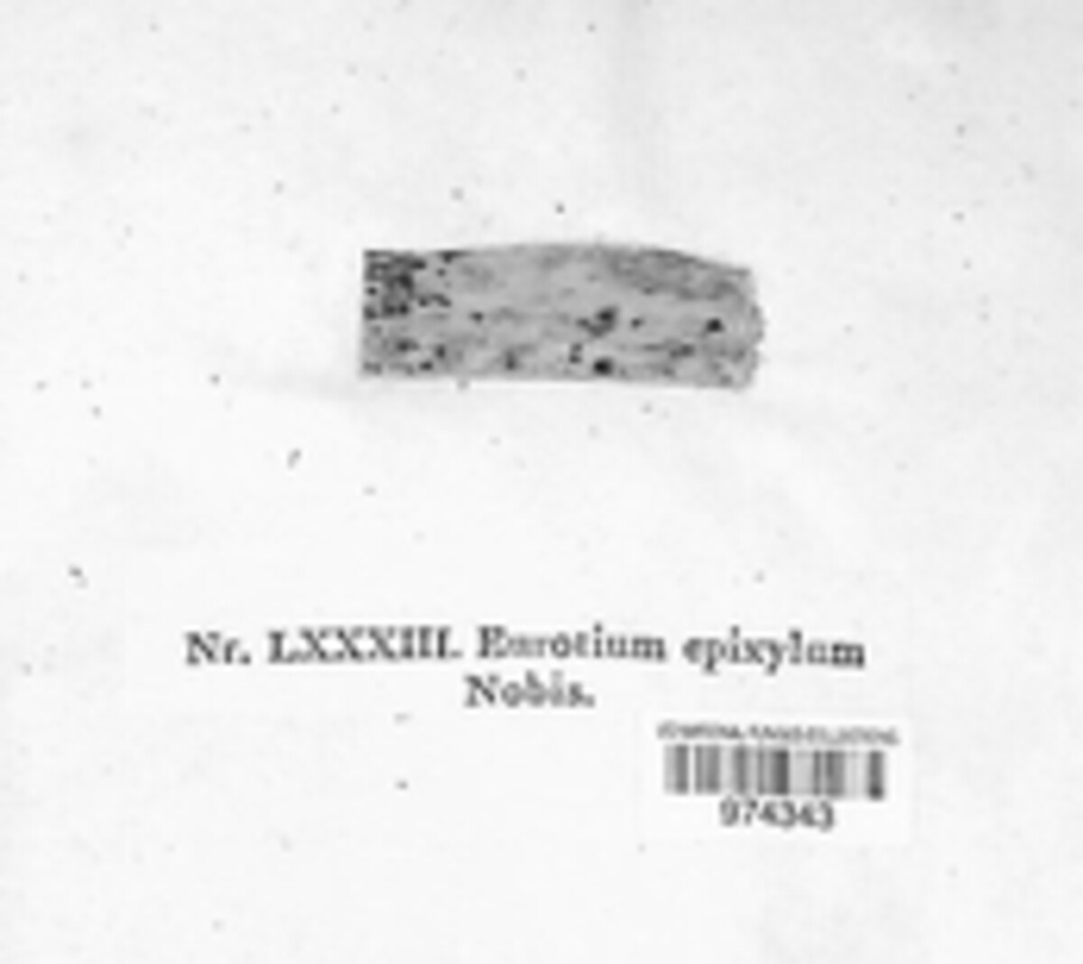 Eurotium epixylum image